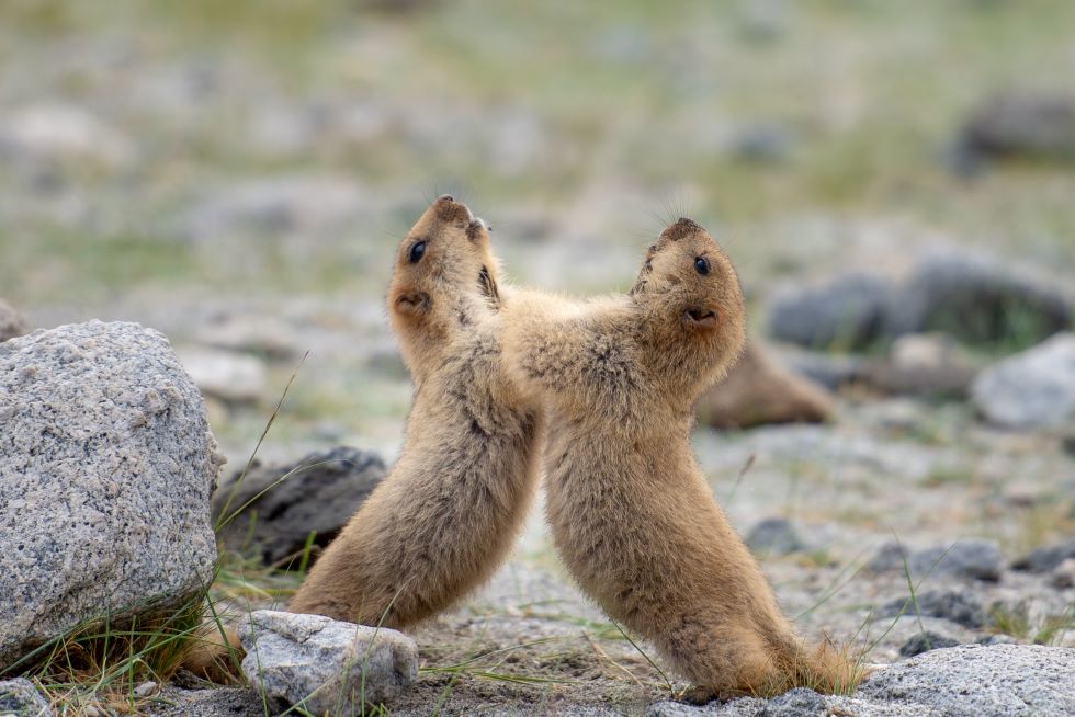 two Marmuts playing